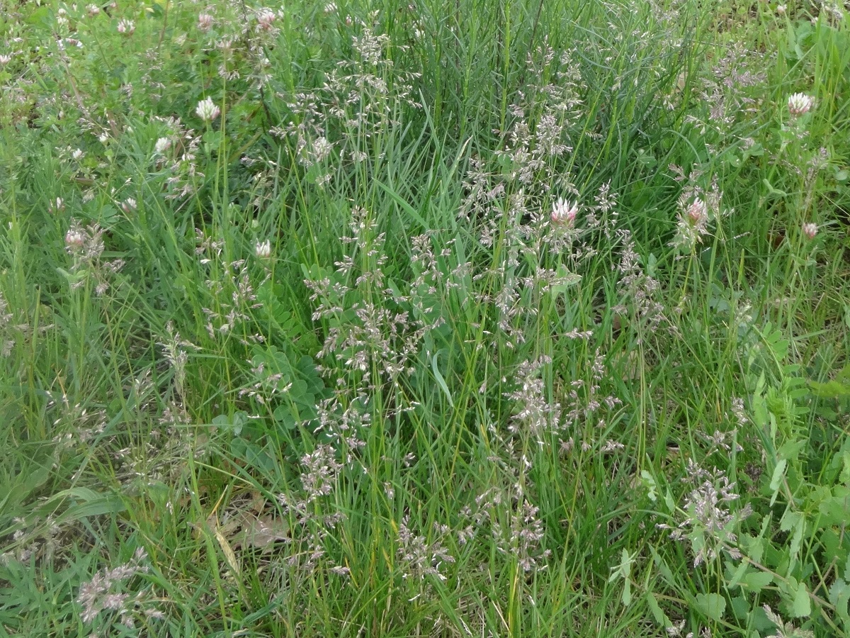 Poa pratensis subsp. angustifolia (Poaceae)